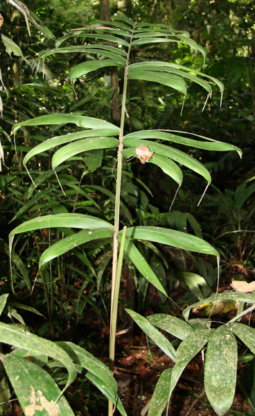 File:Bactris caudata 2010 3.jpg