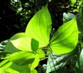 Thumbnail for version as of 19:49, 10 December 2010