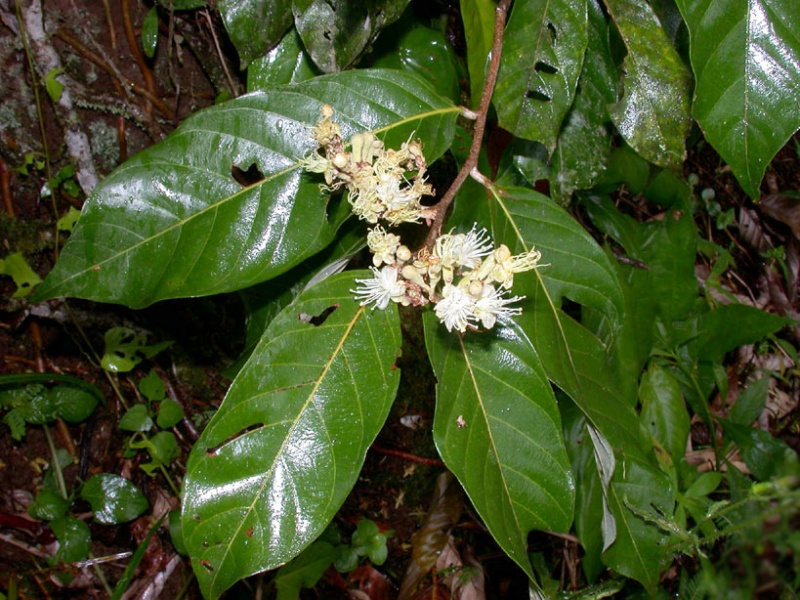 File:Couepia polyandra Agiular.jpg