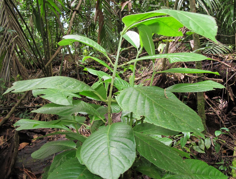 File:Siparouna 2010 1.jpg