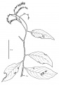 Thumbnail for version as of 15:56, 9 June 2008