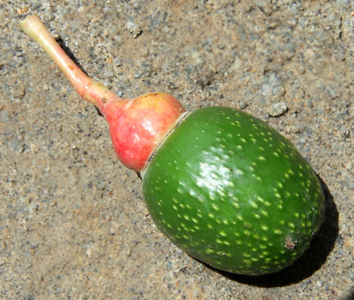File:IMG 0412b.jpg