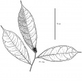 Thumbnail for version as of 16:02, 9 June 2008