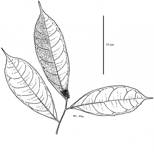 File:Moraceae.jpg