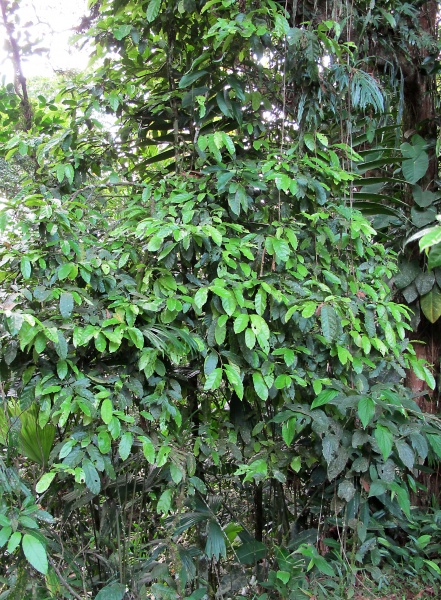 File:Capparis pittieri 2010 2.jpg