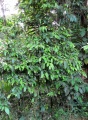 Thumbnail for version as of 20:59, 8 December 2010