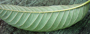 Psidium guajava 10.jpg