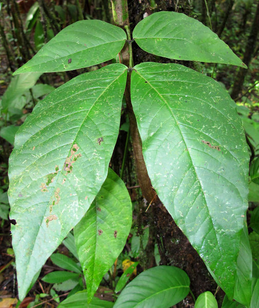 File:Senna papillosa 2014 2.jpg