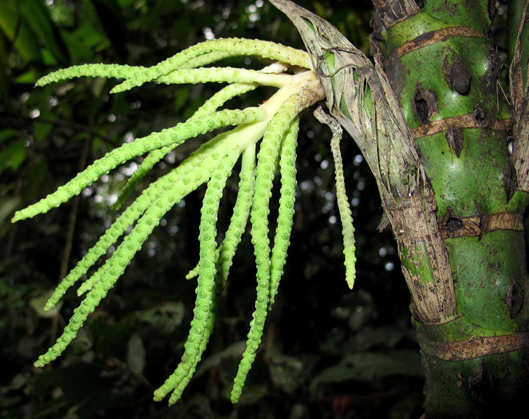 File:Chamaedorea tepijilote infl 2013 1.jpg
