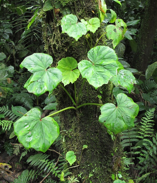 File:Begonia sericoneura 2010 4.jpg