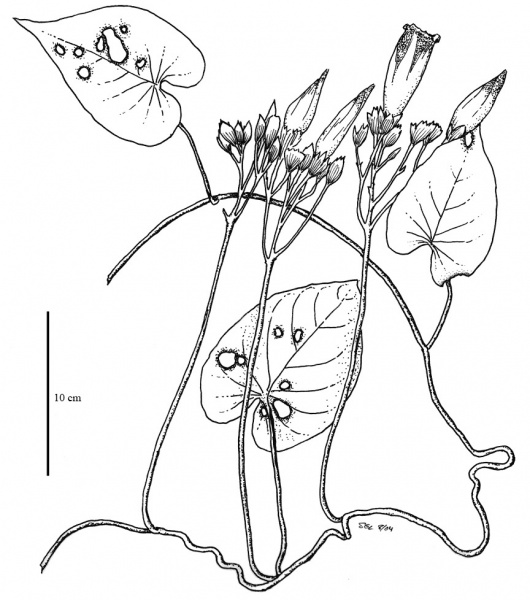 File:Convolvulaceae.jpg