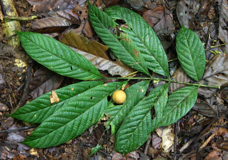 File:Guarea 2.jpg