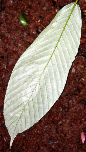 File:Pouruma 1.jpg