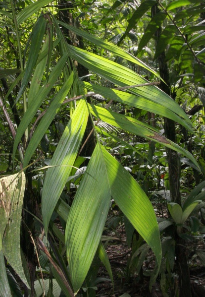 File:Synecanthus leaf 3.jpg