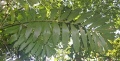 Thumbnail for version as of 20:00, 30 July 2009