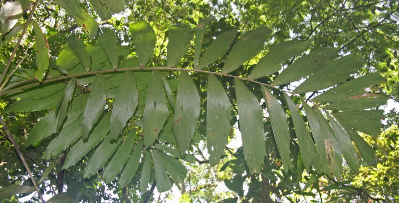File:Iriartea leaf 3.jpg