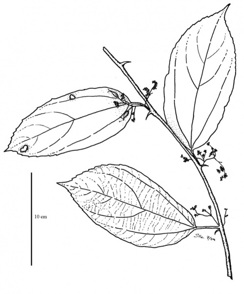 File:Ulmaceae.jpg
