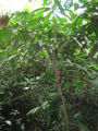 Thumbnail for version as of 13:39, 11 April 2013