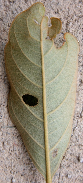 File:IMG 0425b.jpg