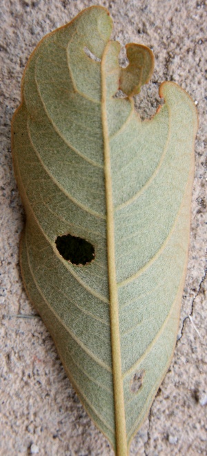 IMG 0425b.jpg