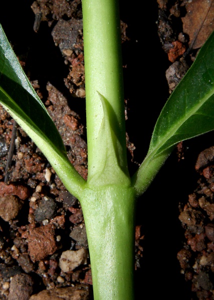 File:IMG 0511b.jpg
