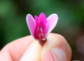 Thumbnail for version as of 17:57, 24 September 2008