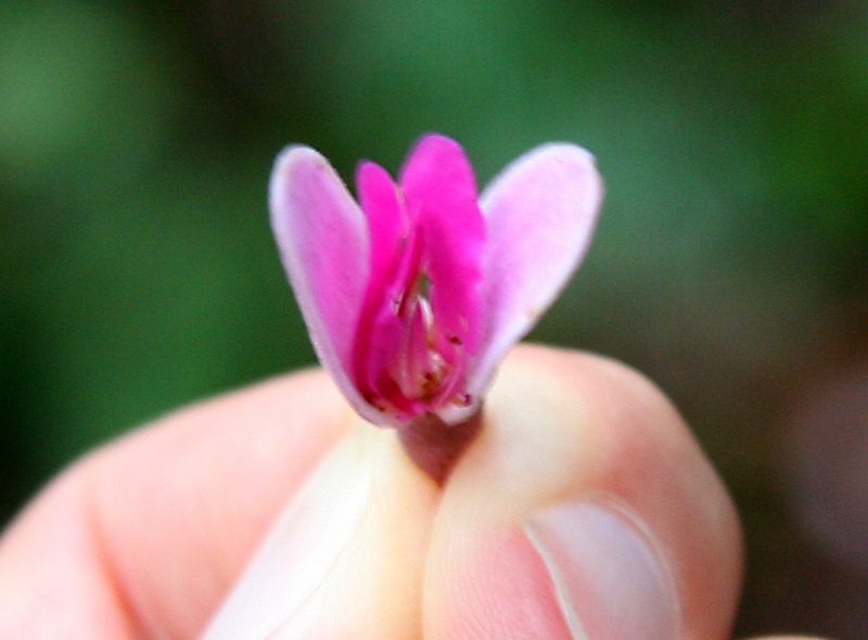 File:IMG 0900b.jpg