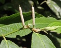 Thumbnail for version as of 17:15, 30 July 2009
