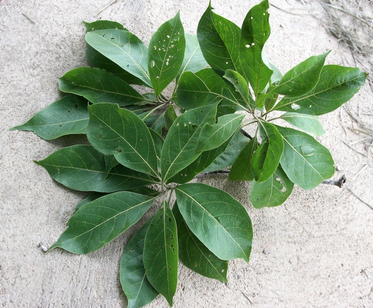 File:IMG 0430b.jpg