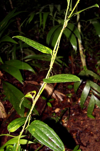 File:IMG 0913b.jpg