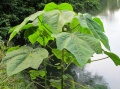 Thumbnail for version as of 19:18, 7 December 2010