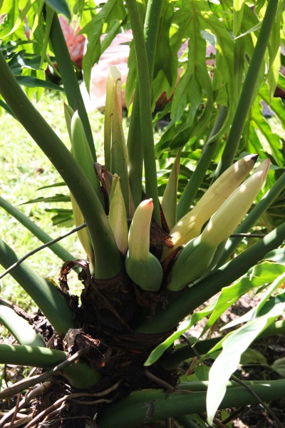 File:Philodendron radiatum 1.jpg