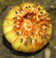 Thumbnail for version as of 18:51, 10 December 2010