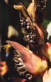 Thumbnail for version as of 18:24, 22 September 2008
