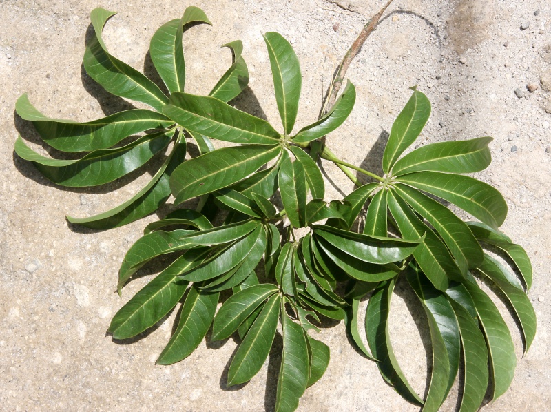 File:IMG 0586b.jpg