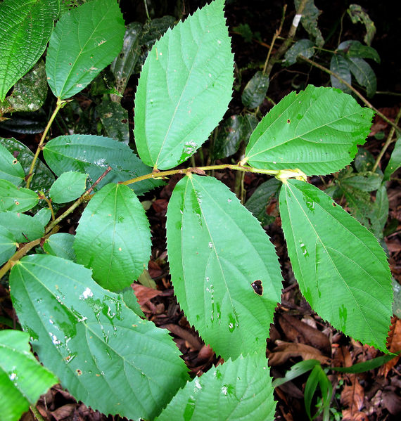 File:Luehea seemannii 2013 02b.jpg