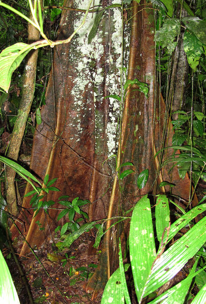 File:Stryphnodendron 2014 1.jpg