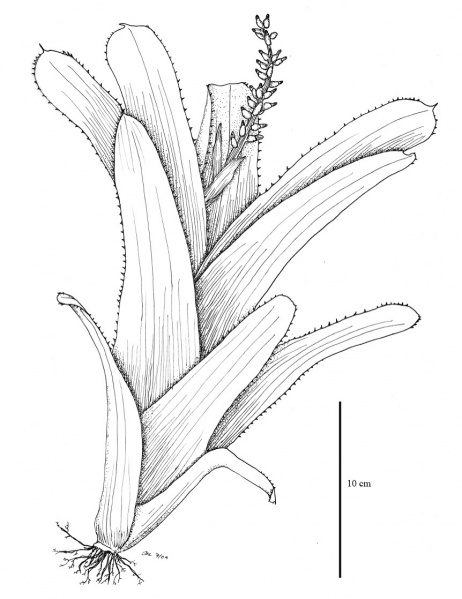 File:Bromeliaceae.jpg