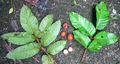 Thumbnail for version as of 20:41, 10 October 2014