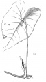 Thumbnail for version as of 15:49, 9 June 2008