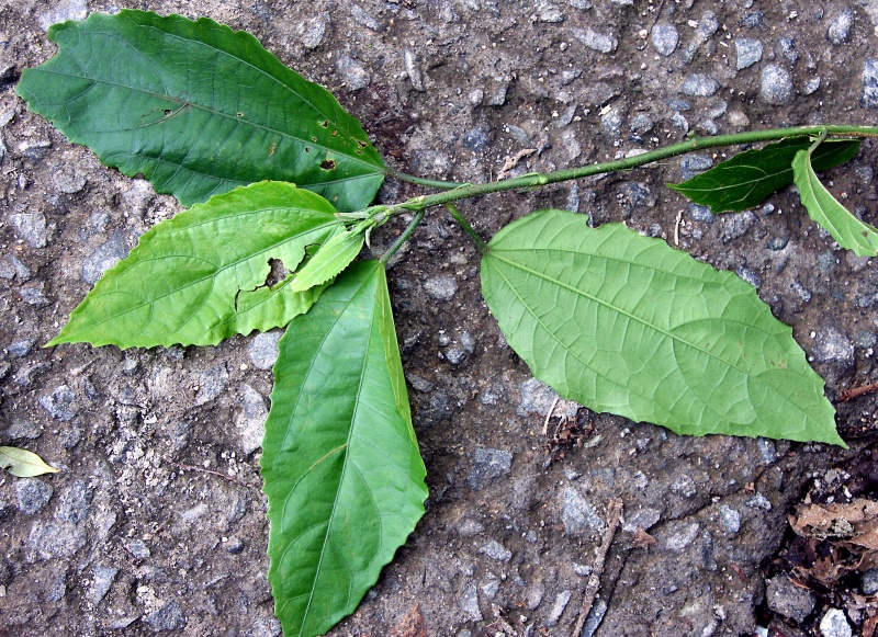 File:IMG 0367b.jpg