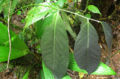 Thumbnail for version as of 19:00, 14 May 2012