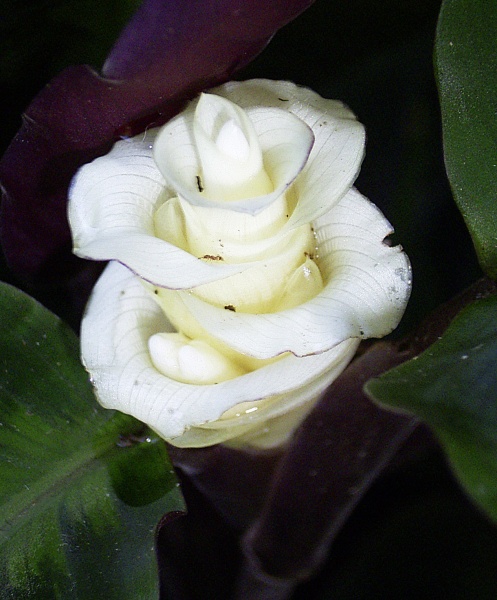 File:Calathea warscewiczii 2.jpg