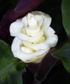 Thumbnail for version as of 19:09, 22 October 2008