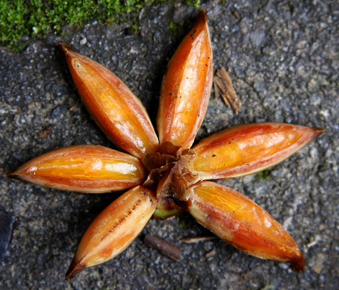 File:IMG 0295b.jpg