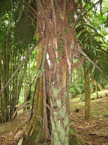 File:Astrocaryum alatum 2013 9.jpg