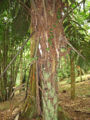 Thumbnail for version as of 13:45, 9 April 2013