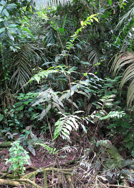 File:Desmoncus 2010 1.jpg