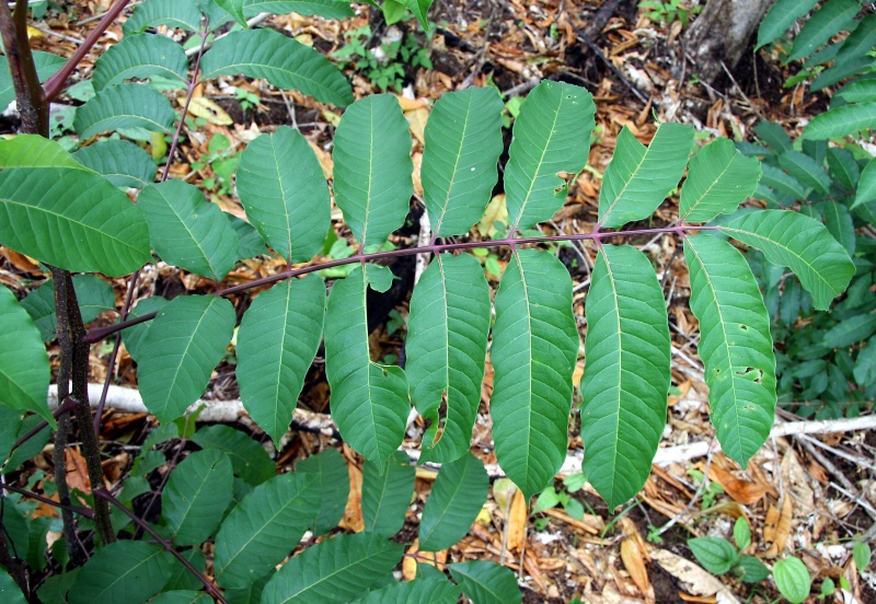 File:IMG 0765b.jpg