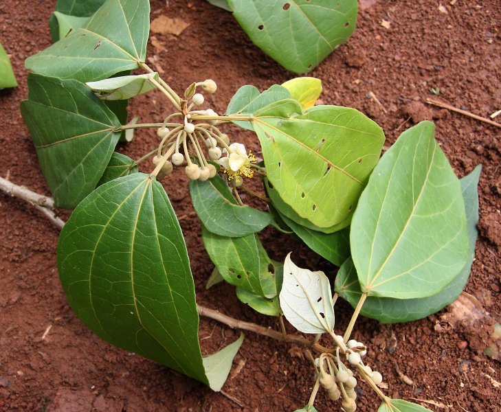 File:IMG 0848b.jpg
